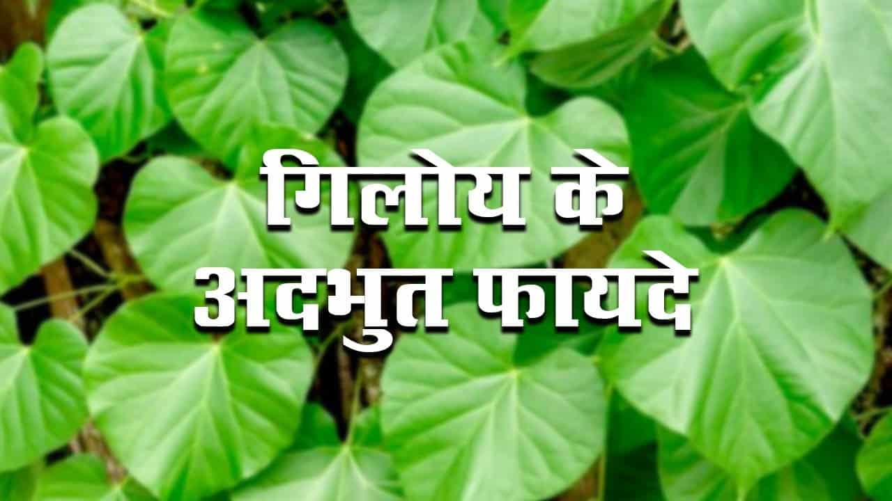 गिलोय के फायदे -Giloy Ke fayde hindi me - Hindtag.com गिलोय का वनस्पति नाम